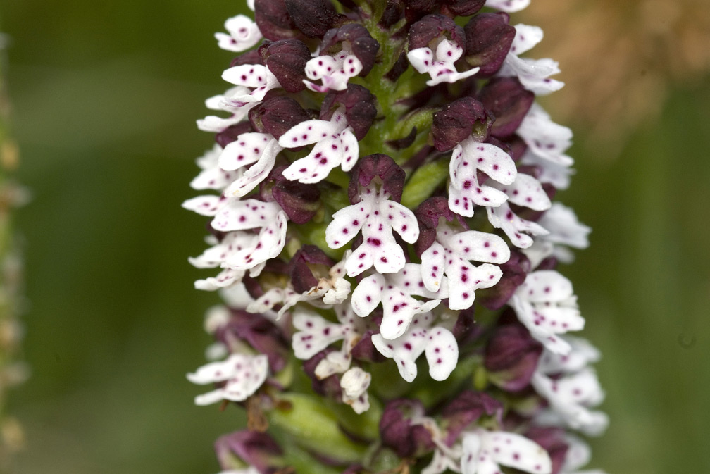 Orchis ustulata